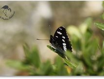Sylvain azuré, (Limenitis reducta) - Nymphalidae