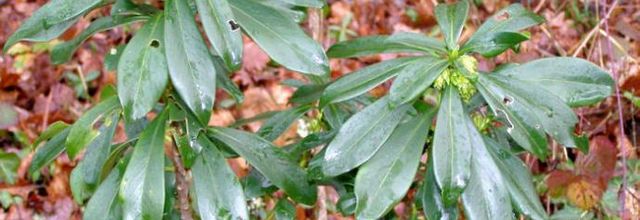 Daphne laureola - laurier des bois