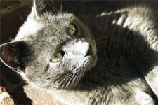 Un chat inconsolable