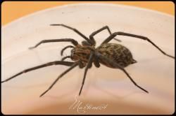 Les différentes familles d'arachnides