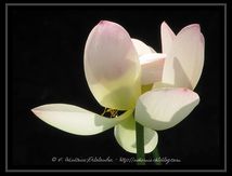 Lotus Sacrés (Nelumbo nucifera)