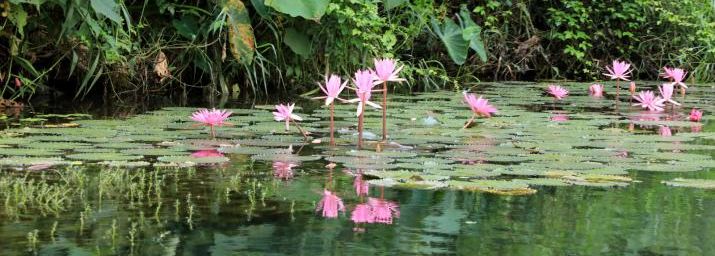 Le Complexe paysager de Trang An, le temple Tran et la grotte Nau Ruou