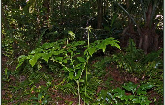 Fleur inconnue de la forêt seychelloise. Non! j'ai trouvé, c'est Arouroute de France (ben oui !) ou Arrow-root polynésien ou de Tahiti (Tacca leontopetaloides) - Praslin - Seychelles