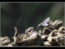 Calliphoridae femelle