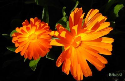fleurs sur fond noir