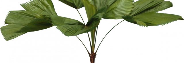 ѼVegetation