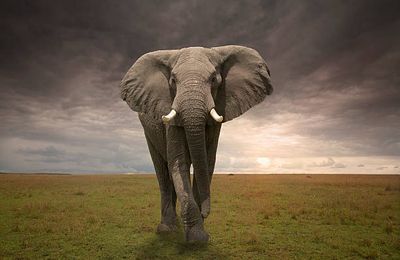 Eléphant thérapeute