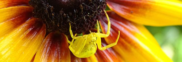 Étonnantes minuscules