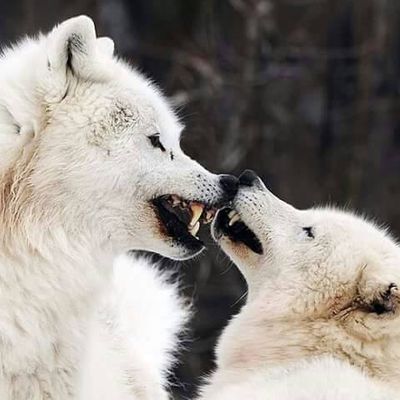 La loyauté des  loups