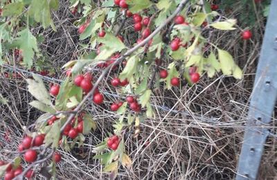 Fruits d'aubépine ?