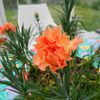 Bienvenue chez Eglantine  31