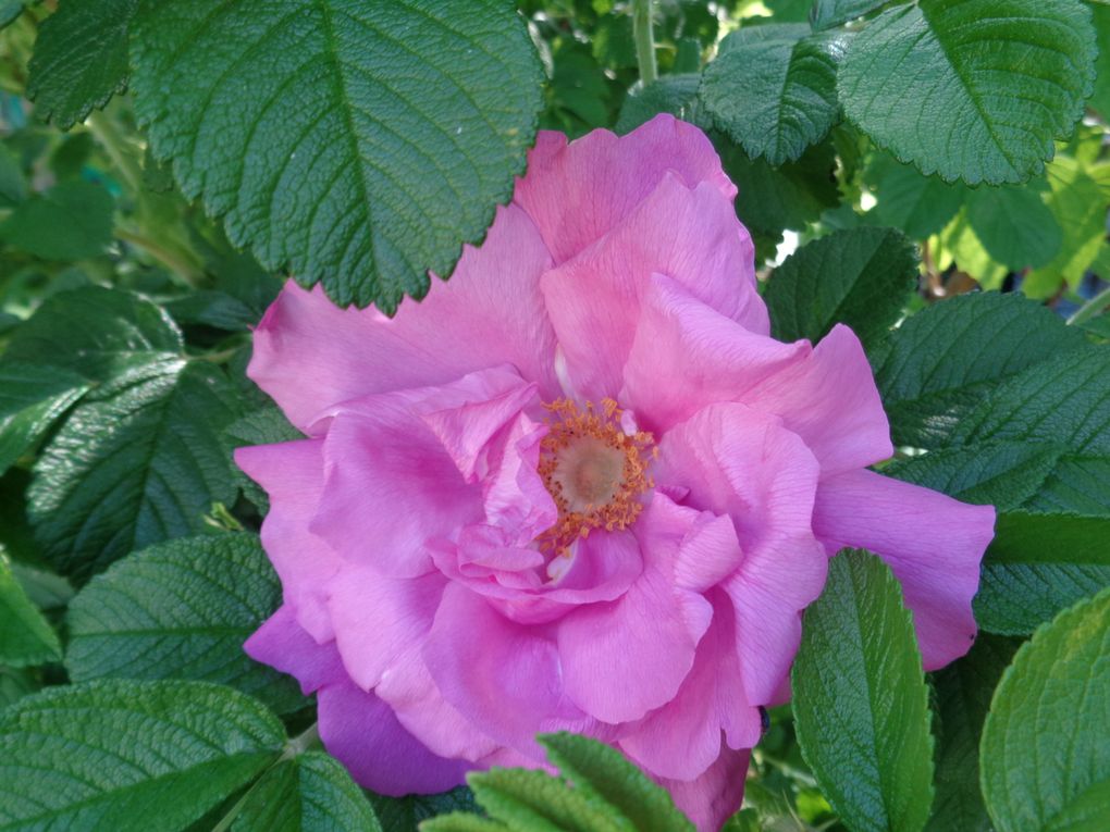 fleurs 