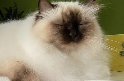 Le chat 