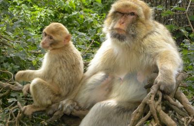 "Dis M'man..." - La forêt des Singes à Rocamadour...