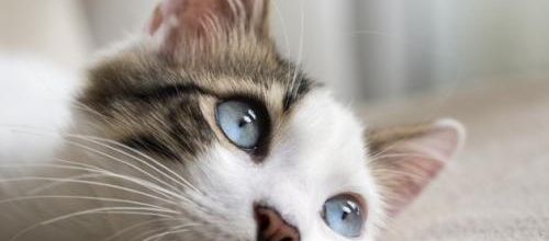 Un festival dédié aux chats à Montréal