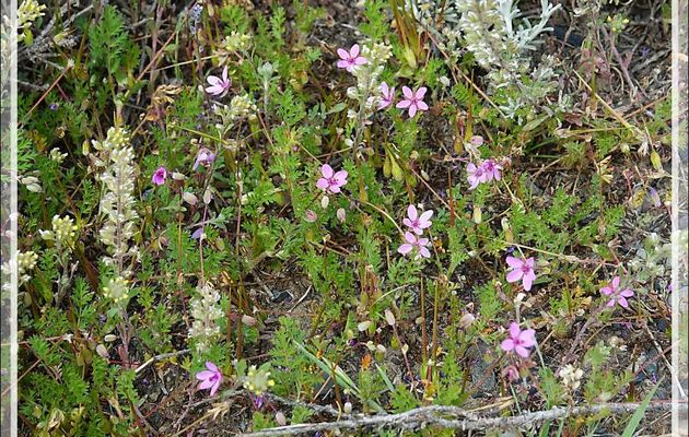 Géranium Bec de grue, Alfilerillo, Tachuela (Erodium ciculatrium) - Torres del Paine - Patagonie - Chili