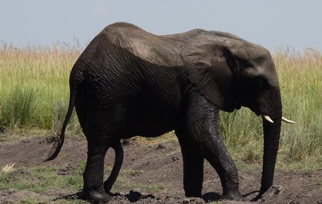 Après le cousin de l'éléphant sans trompe, un vrai éléphant avec la patte arrière gauche atrophiée - Botswana 
