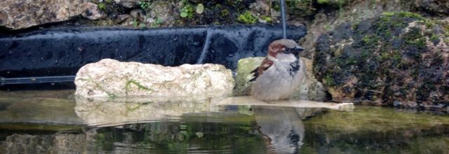 un moineau qui prend son bain 