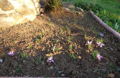 Ma petite safranière...