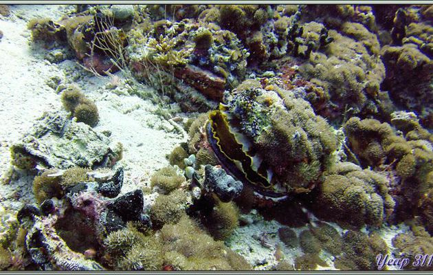 Spondyle variable ou Huître à charnières (Spondylus varius) - Dega Thila - Atoll d'Ari - Maldives