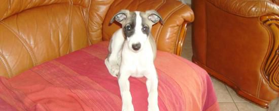 Gavroche