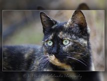 Chat Européen écaille de tortue