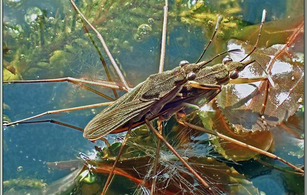 Gerris, Punaises d'eau, Patineurs d'eau, Common pond skater, "Araignées d'eau" in copula (Gerris sp) - Lartigau - Milhas - 31