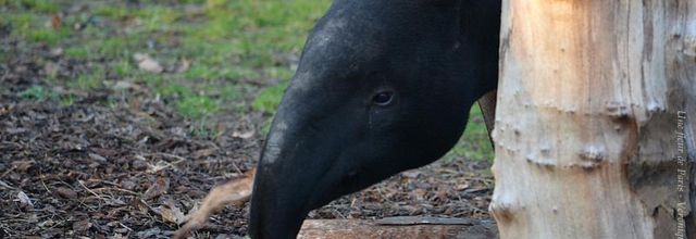 Ménagerie du Jardin des Plantes : Tengah le timide