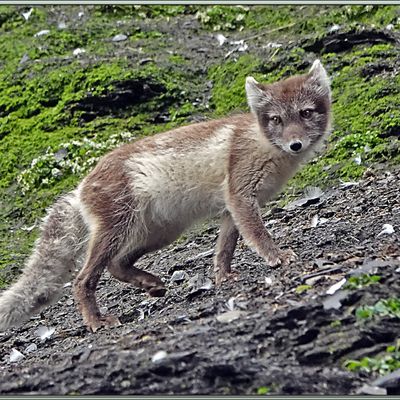 Les deux isatis chasseurs ont abandonné et ils vont chercher leur pitance un peu plus loin. J'aurais donc pu observer, avec les deux "dormeurs", au moins 4 renards polaires - Diskobukta - Edgeøya - Svalbard - Norvège