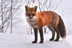 Les animaux du conte
