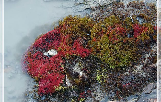 Mousse - Devon Island - Nunavut - Canada