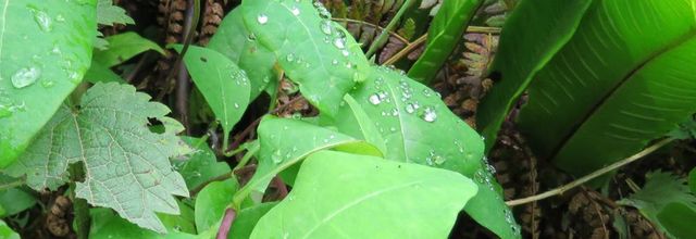 des gouttes de Juin (dept 64)