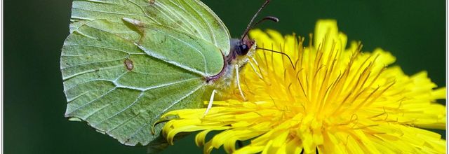 Citron (5) - Gonepteryx rhamni