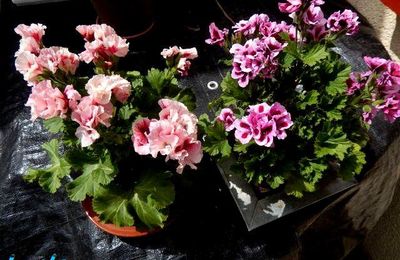 Le pélargonium,classé vivace et pourquoi ?