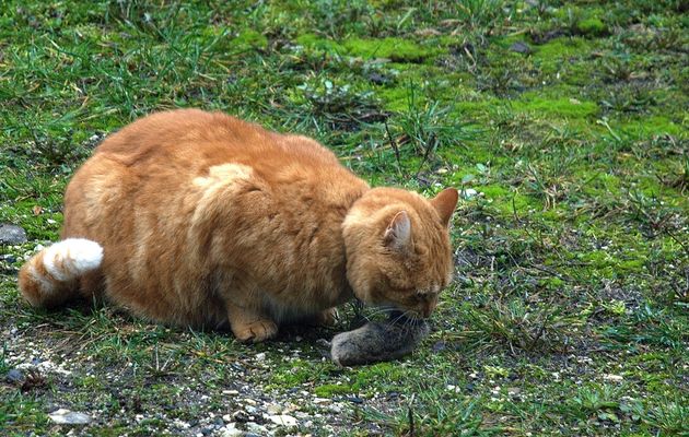 Le chat et la souris
