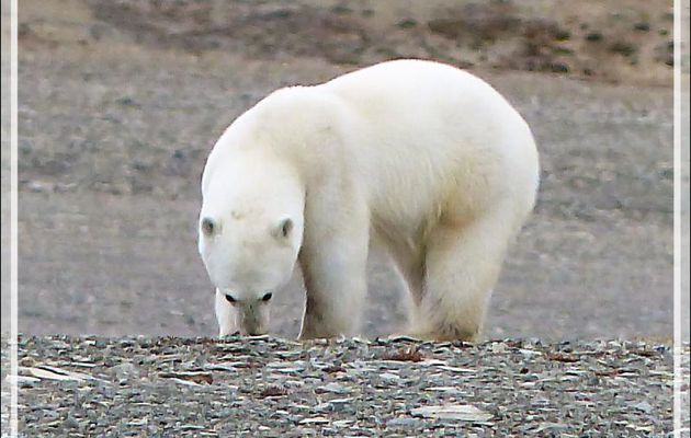 A 14 h 45, je repars en Zodiac vers l'ours, qui, fidèle à sa charogne, ripaille toujours (Polar bear) - Creswell Bay - Somerset Island - Nunavut - Canada