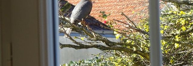 Les oiseaux en hiver dans le Pays de Retz - 2023