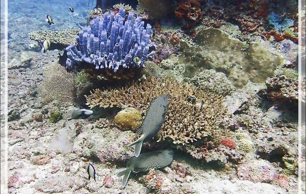 Poisson-lapin étoilé ou marguerite, Cordonnier marguerite, Starry rabbitfish, Brown-spotted spinefoot, Stellate rabbitfish (Siganus stellatus) - Les Tétons - Tsarabanjina - Mitsio - Madagascar