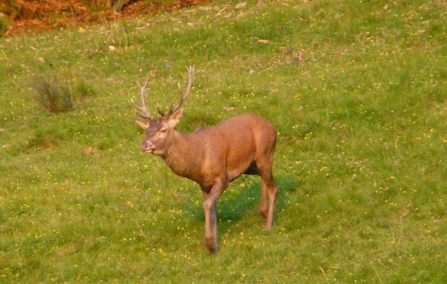 Faune des Pyrénées (Images de mon ancien blog, année 2008)