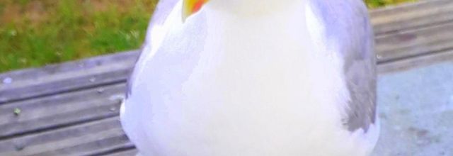  le retour   de la belle Goêla 
