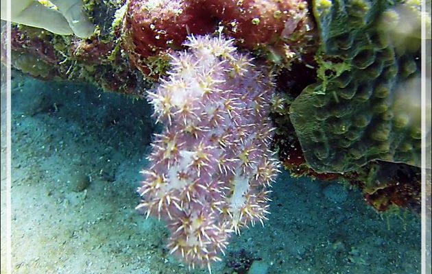 Alcyonaire épineux (Dendronephthya spp.) - Nosy Mitsio - Madagascar