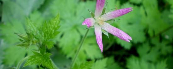 Geranium x oxonianum. 'Sherwwood'