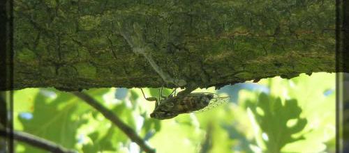 Cicada orni, le cigadou de Provence