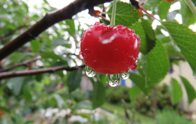 des gouttes au jardin