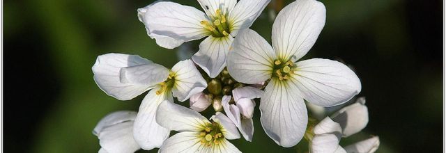 Cardamine des Prés (2) - Cardamine pratensis
