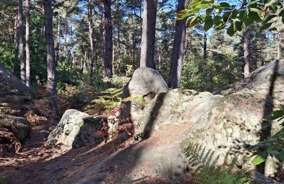 Dans la forêt de Fontainebleau (3/3)