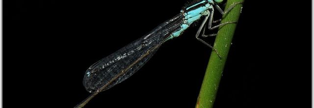Agrion élégant (8) - Ischnura elegans