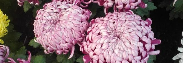 fleurs de la Toussaint 