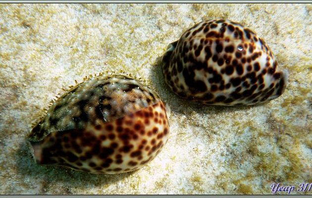 Porcelaine tigre ou coquille ravauder (Cypraea tigris) - Praslin - Seychelles