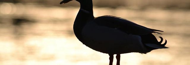 Canard Colvert sur fond de coucher de soleil - Rambouillet